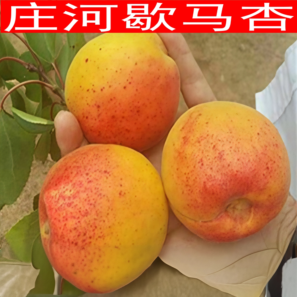 歇马杏 孤山杏梅香蜜甜杏胭脂大红杏新鲜水果杏大真杏 庄河歇马杏