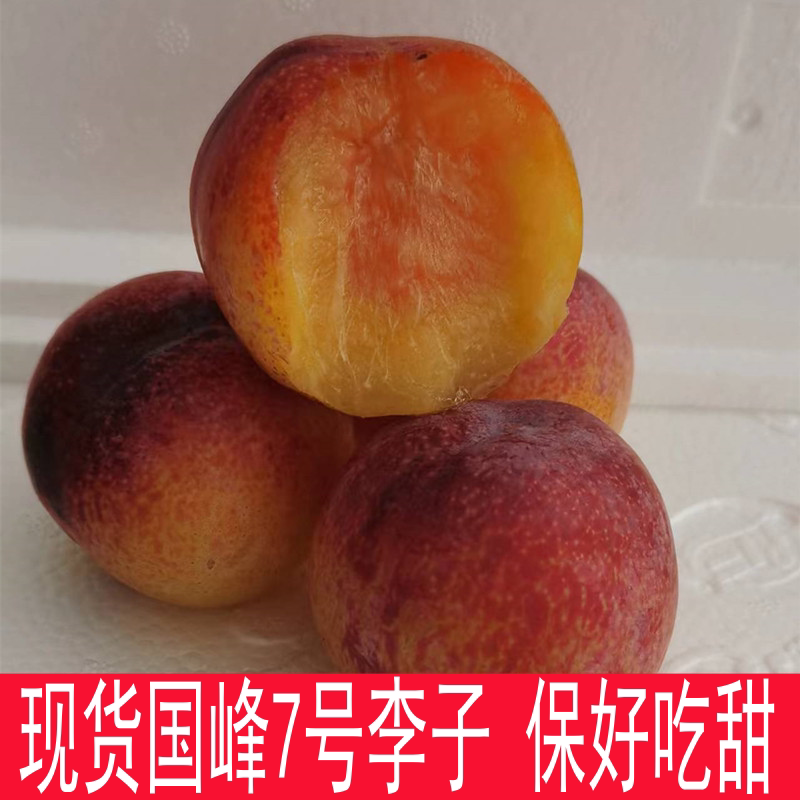 国峰7号李子 恐龙蛋蜜糖李子蜂李子