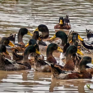 农家稻田鸭当年鸭绿头鸭只吃稻谷顺现杀现发丰包邮一只2.5斤左右
