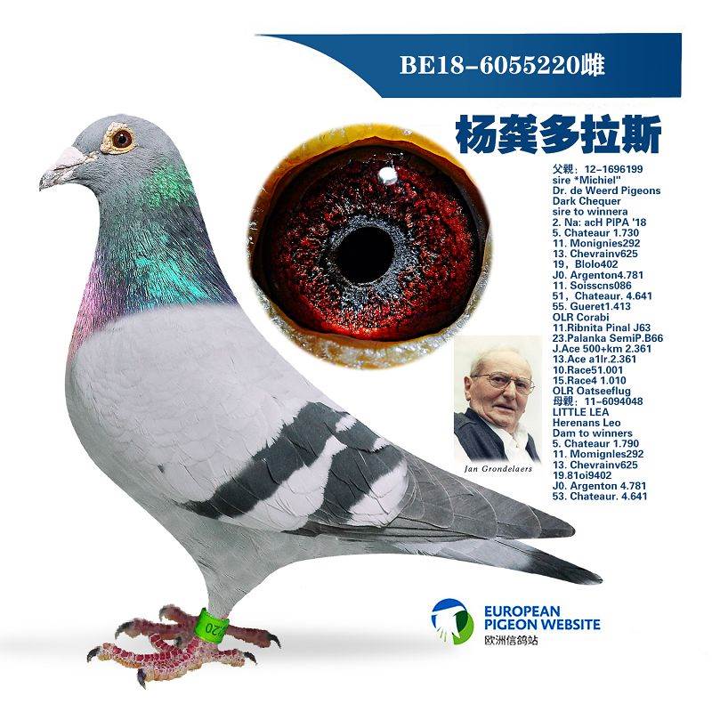 高端种鸽鸽子活体o赛鸽成绩鸽血