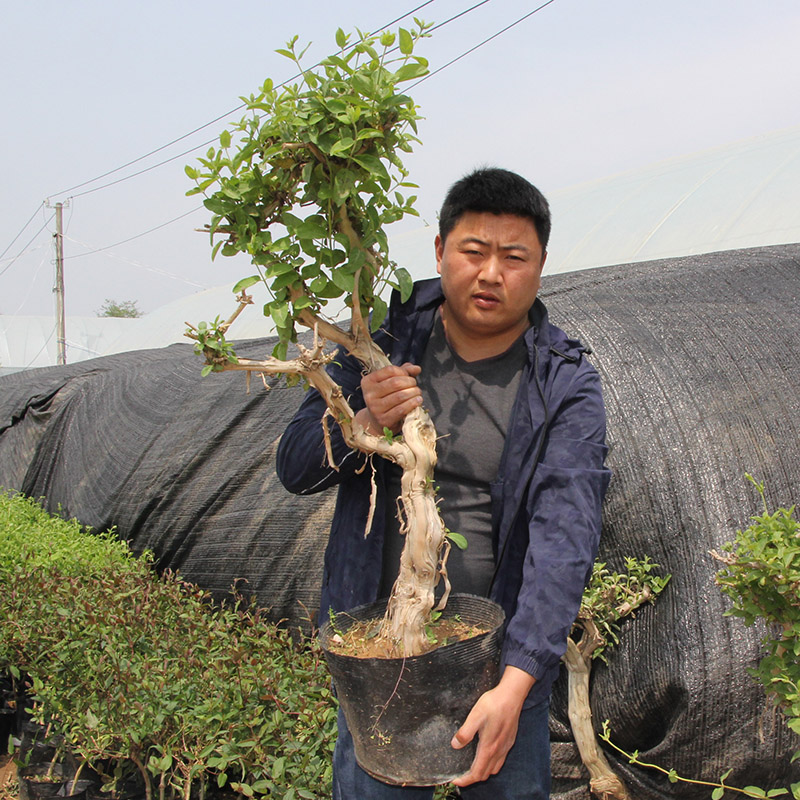 金银花树苗北花一号盆栽懒汉爬藤植物四季可食红黄白老桩金银花苗