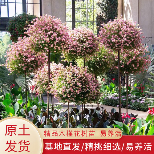 小木槿花苗棒棒糖多年生庭院阳台四季植物蓝雪花耐热新手好养植物