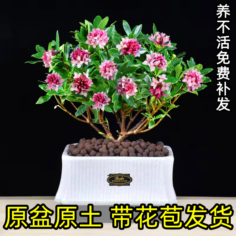 金边瑞香盆栽浓香型小苗带花苞大苗老桩大颗瑞香花苗耐寒耐冻花卉图片