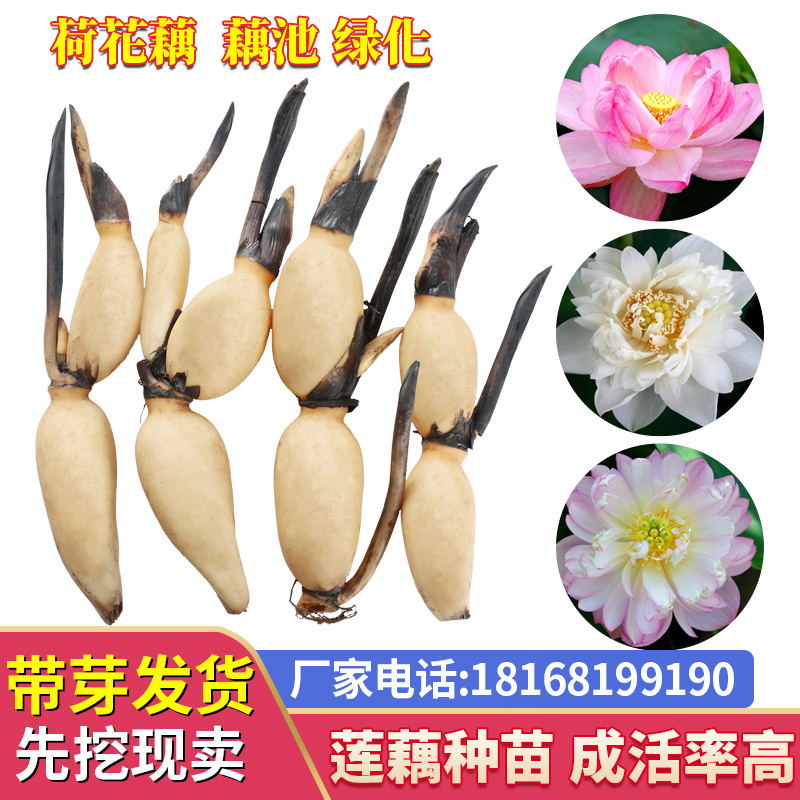 大型观赏荷花种藕苗 莲藕种苗 