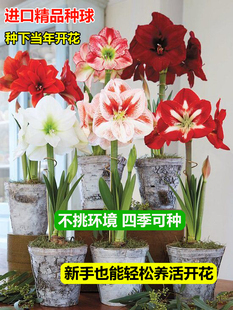 朱顶红进口重瓣种球大阿弗雷鬼魅安吉拉盆栽庭院阳台四季花卉植物