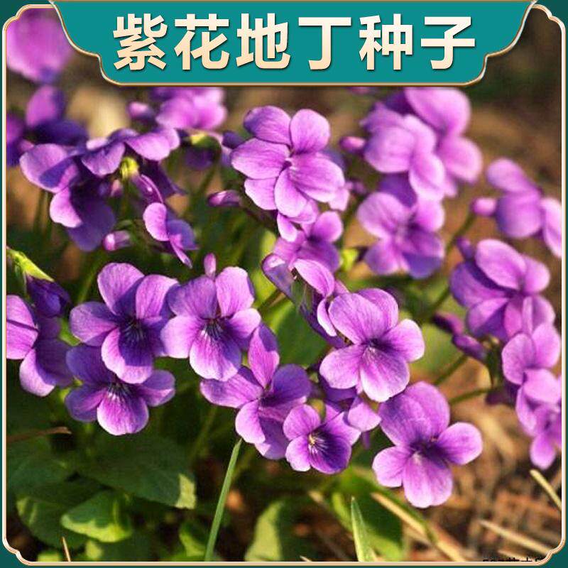 紫花地丁种子新采地丁中药材籽