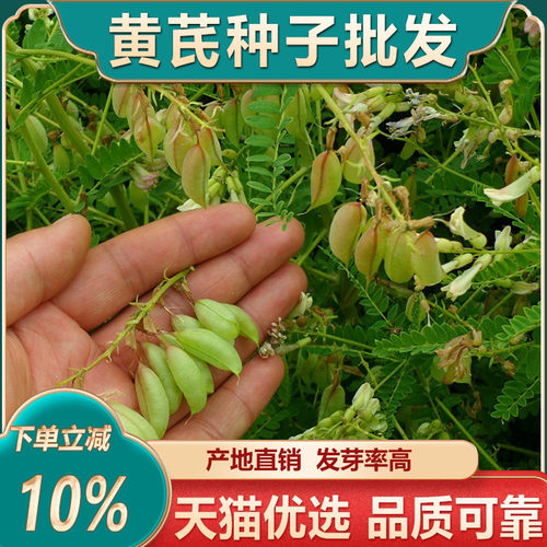 中药材黄芪种子内蒙黄芪种籽种植苗种孑四季当归党参枸杞