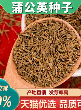 蒲公英种子野生蒲公英种籽新鲜中药材食用婆婆丁籽四季盆栽蔬菜