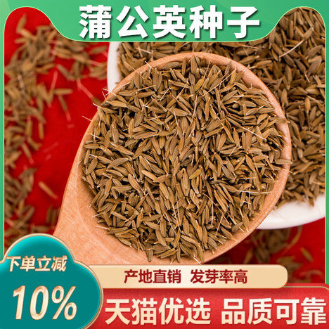 蒲公英种子野生蒲公英种籽新鲜中药材食用婆婆丁籽四季盆栽蔬菜