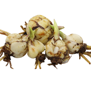 名贵中药材种植苗黄精威灵仙黄芪丹参艾草桔梗薄荷玉竹根茎植物苗