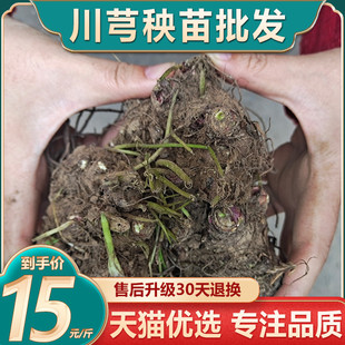 新鲜川芎苗川芎根茎川芎药材四季阳台盆栽大田种植可食用百合种球