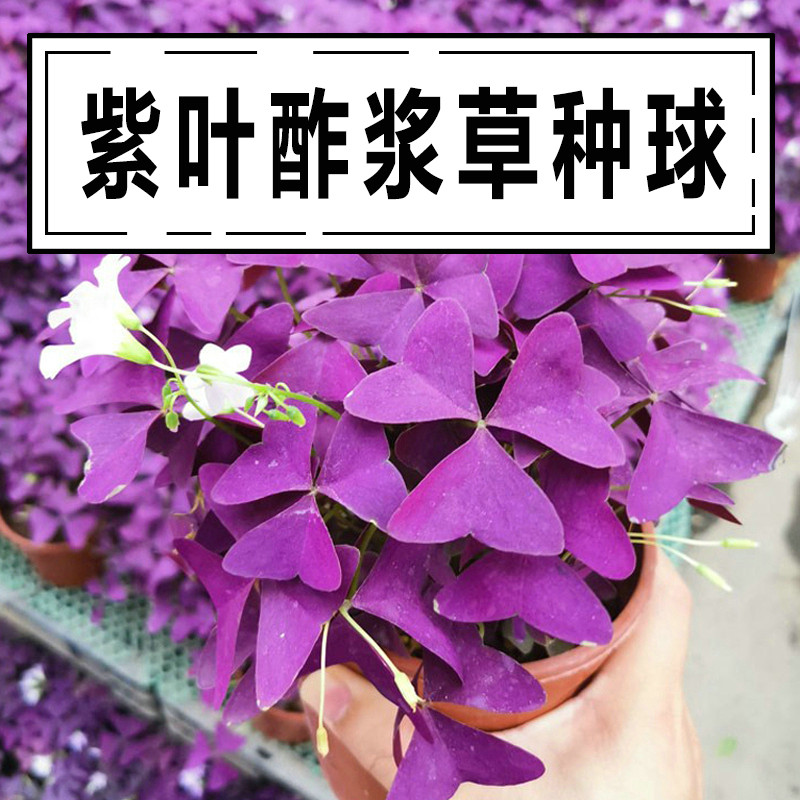 根茎粗壮包成活不是在开花就是在开花的路上