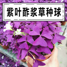 紫叶酢浆草种球绿叶红花炸浆草花卉盆栽四季种植苗波斯菊太阳花种