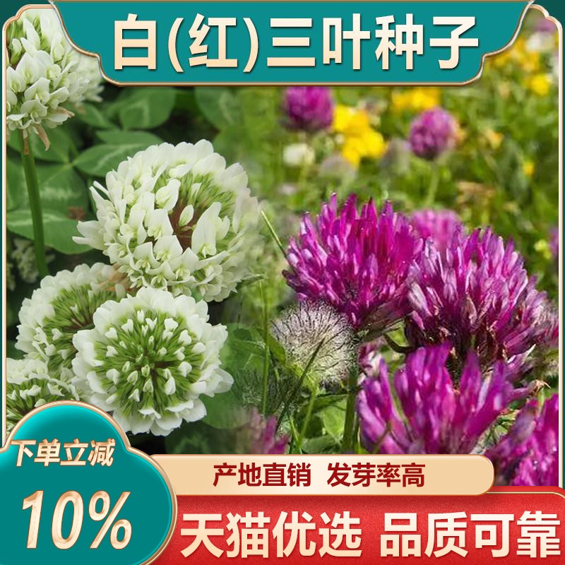 三叶草种子红白三叶草种子多年生四季常青粉色盆栽种籽植物易活