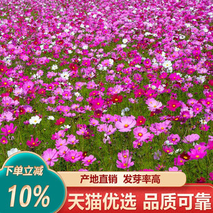 波斯菊种子格桑花种籽子四季播种野花籽矮杆波斯菊花籽组合种孑