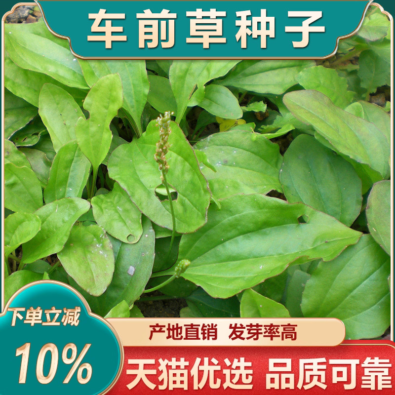 车前草种子中药材车前子籽新鲜种植苗草籽泡水另马齿苋蒲公英