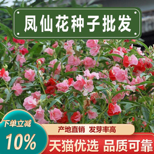 重瓣凤仙花种子急性子粉色指甲花种籽子阳台花卉盆栽绿植花卉种子