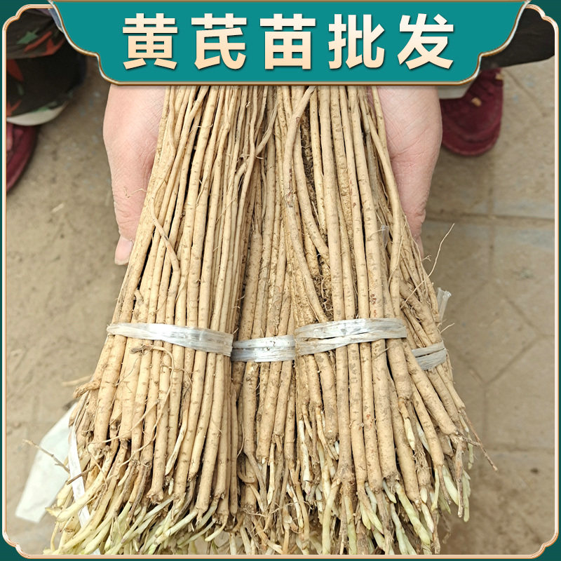 黄芪种植苗带芽发货黄芪苗中药材名贵药材种植苗大全黄精党参当归