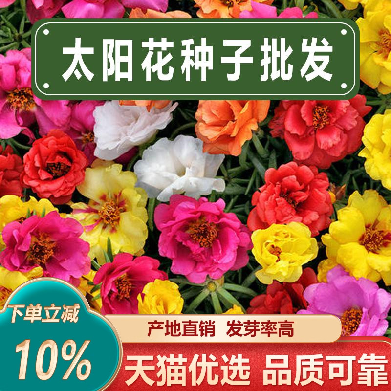 重瓣太阳花种籽单瓣死不了四季开花混色花卉种子阳台庭院盆栽植物