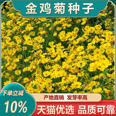 金鸡菊种子金钱菊四季开花易活花卉种子观赏野菊花种子阳台春秋种