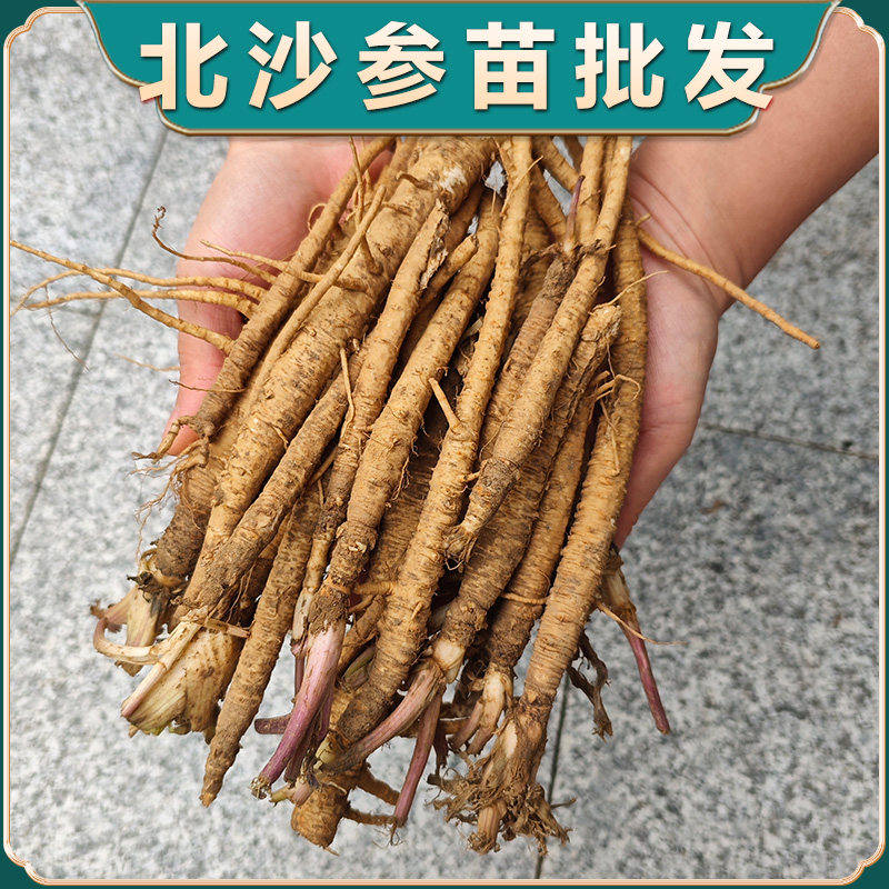 名贵中药材沙参苗基地现挖北沙参种植苗百草园观察研学中小学生