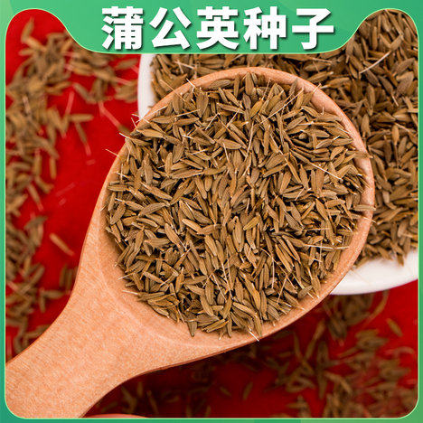 蒲公英种子野生蒲公英种籽新鲜中药材食用婆婆丁籽四季盆栽蔬菜