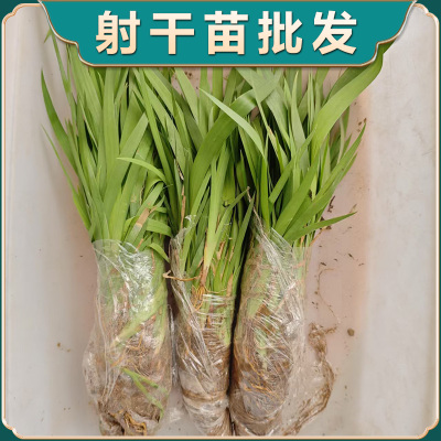 射干苗批发基地现挖射干鸢尾花苗盆栽庭院多年生耐旱瞿麦苗芍药苗