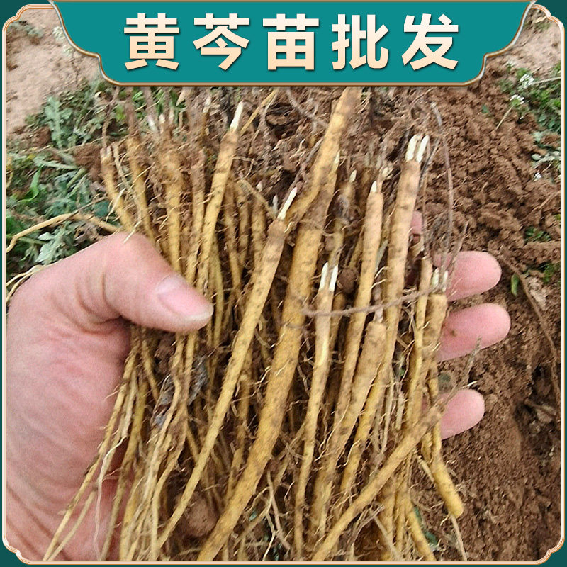 黄芩苗新鲜中药材黄芩种植苗现挖现卖草药苗批发黄芪苗党参苗当归图片