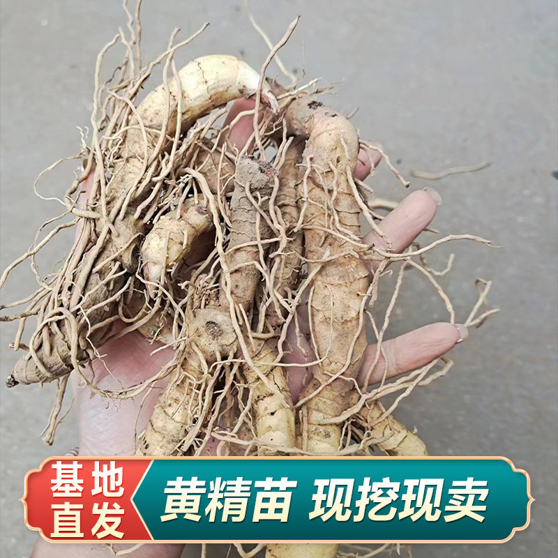 黄精种苗现挖黄精种子苗中药材种植苗黄芪党参基地直发全国可种植图片