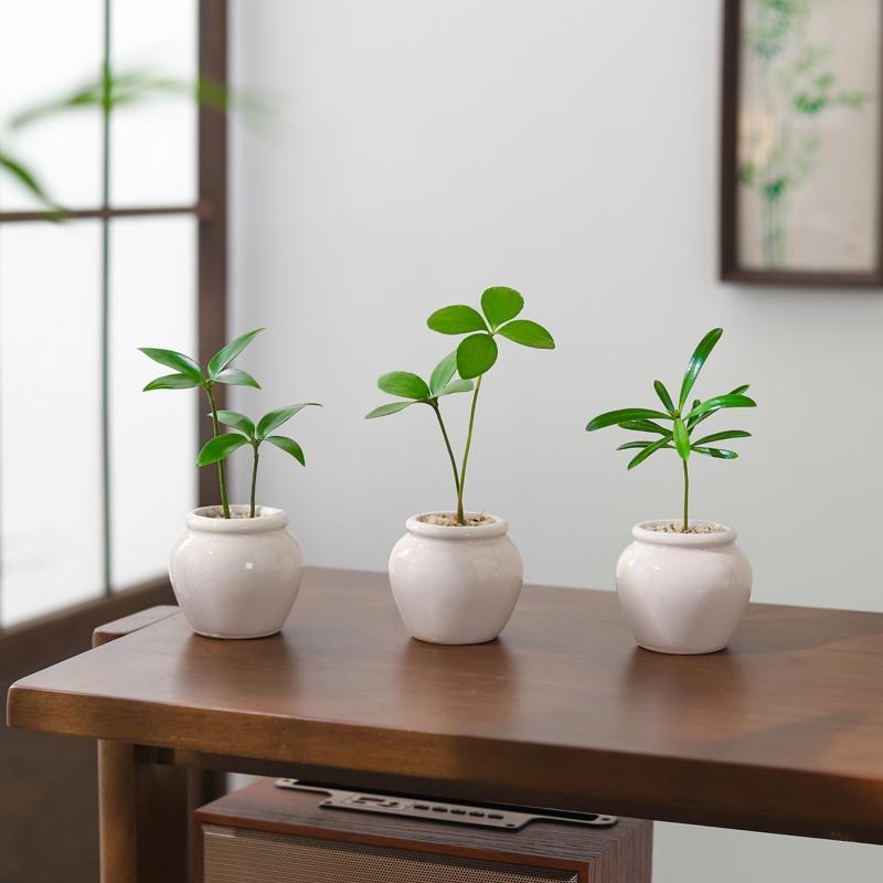 竹柏盆栽室内好养客厅茶桌迷你小绿植摆件办公室桌面四季常青植物
