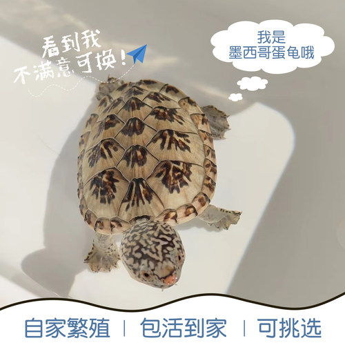 墨西哥蛋龟白墨龟苗鱼缸观赏龟