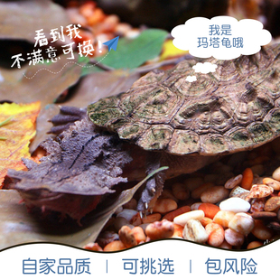玛塔龟活体乌龟宠物龟枯叶树叶龟黑玛塔马塔伪装龟观赏红玛塔乌龟