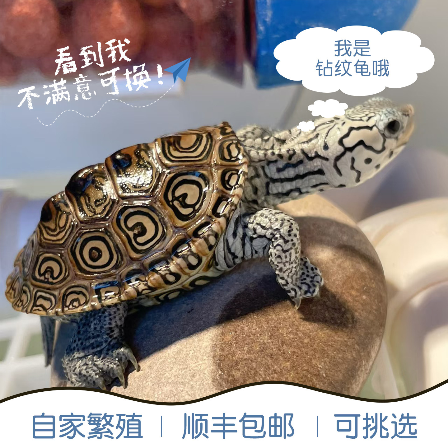 钻纹龟乌龟活物活体深水龟观赏龟