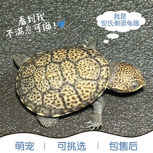 长颈龟安氏侧颈龟黄头侧颈龟深水混养鱼缸乌龟宠物龟吃粑粑蛇颈龟