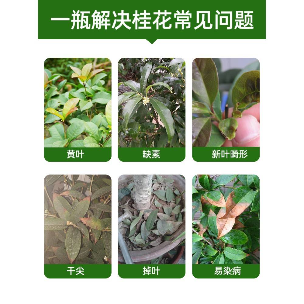 四桂树用叶料养善黄花有机专通肥花植盆栽改61509季用花肥型复合