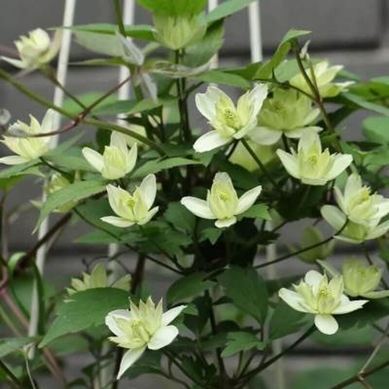 蒙大拿组铁线莲 杰出 绿眼睛 一类需春化适合北方 耐寒爬藤植物