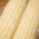 糯玉米5根单根250g