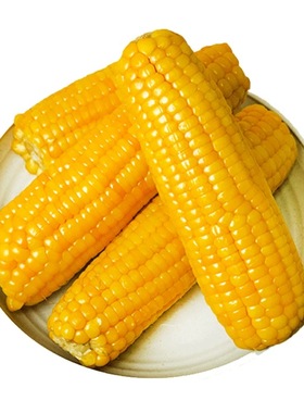 高山寒地真空玉米棒3根单根150g+