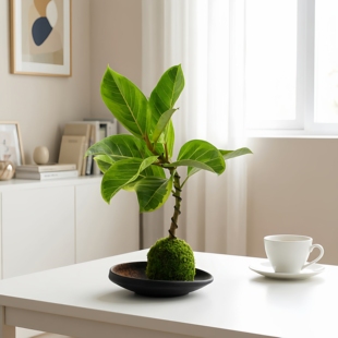 希希绿植 黄金榕苔藓球/造型花叶客厅绿植高山榕富贵榕旺宅好养