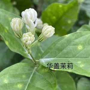 花环茉莉，宝珠茉莉，华盖茉莉，重瓣笔尖茉莉