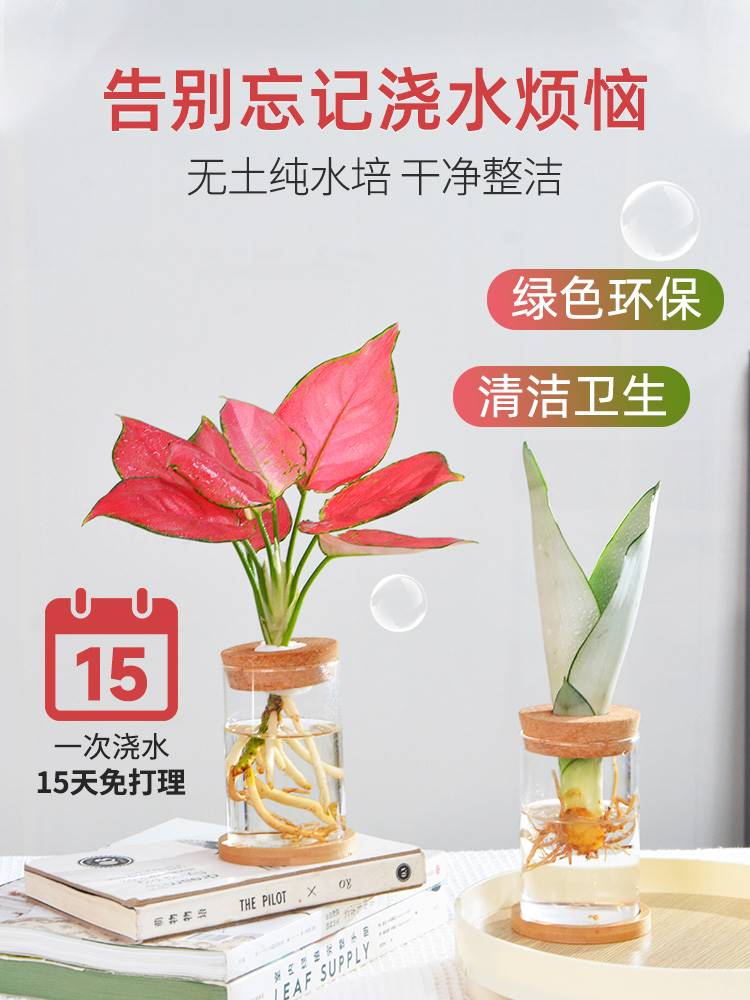 水培植物办公室绿植好养懒人水养九里香发财树小盆栽文竹室内花卉