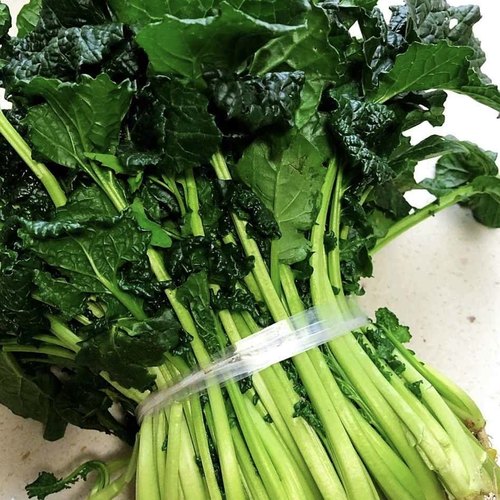 黑麻叶苔菜种子耐寒蔬菜种籽