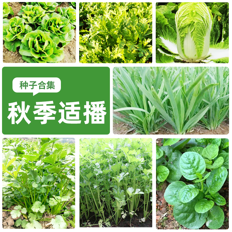 方震易成活蔬菜种子大全原装彩包