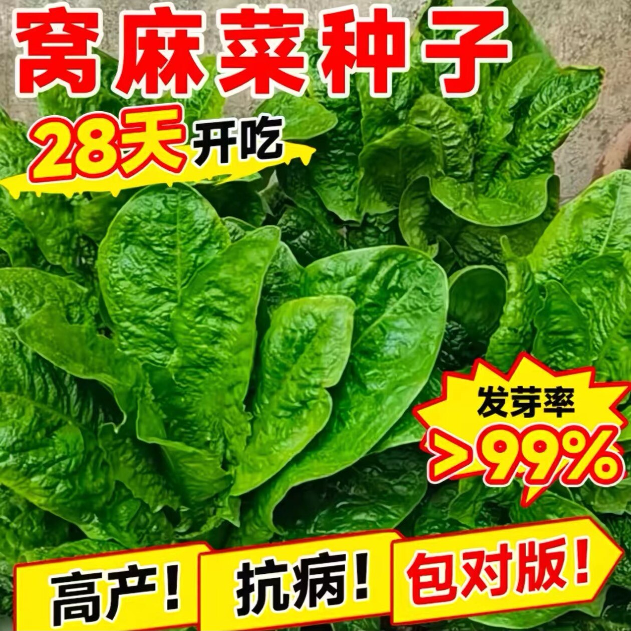 皱叶莴麻菜种子四季秋冬季阳台盆栽圆形鸡窝菜香圆叶蔬菜种子