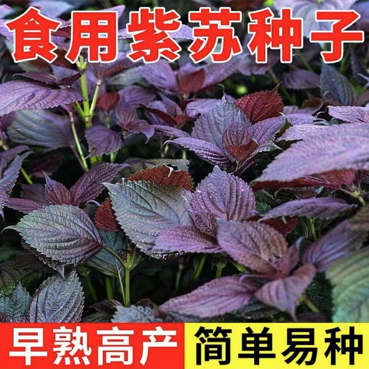 阳台盆栽方震紫苏种早熟四季可播