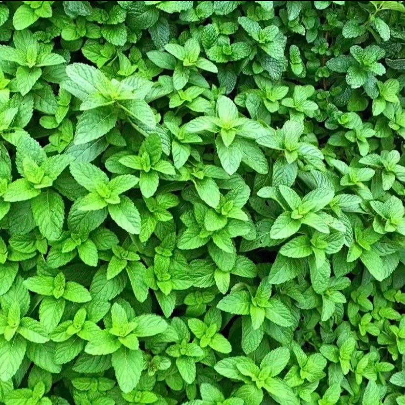 薄荷种子可食用可观赏四季可播室内阳台盆栽花种子