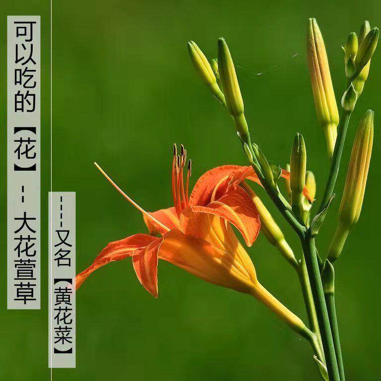 萱草花苗大花红色耐寒花卉金娃娃萱草黄色苗庭院百合科植物黄花菜