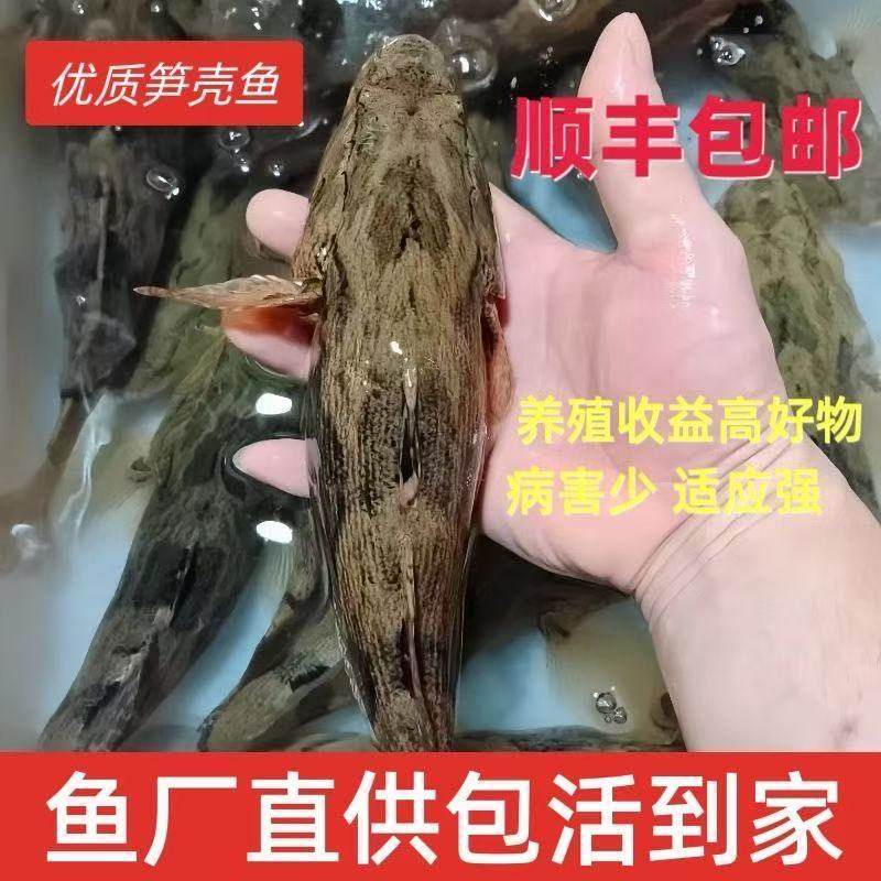 四川笋壳鱼竹壳鱼泰国笋壳鱼苗淡水养殖鱼苗云斑尖塘鳢鱼苗沙塘鳢