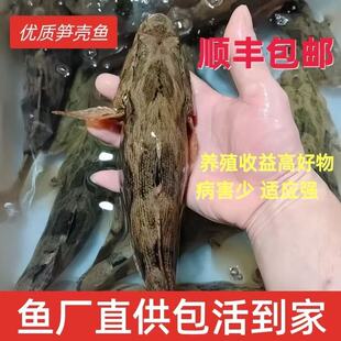 四川笋壳鱼竹壳鱼泰国笋壳鱼苗淡水养殖鱼苗云斑尖塘鳢鱼苗沙塘鳢
