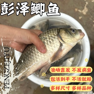 湖北彭泽鲫鱼彭泽鲫彭泽大鲫芦花鲫淡水鱼好养殖活体活体苗